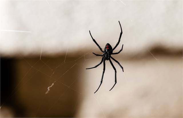 Jordan Commons Pest Control