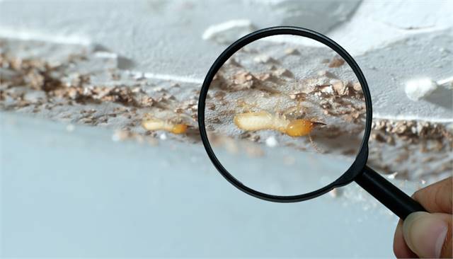 Heart of Dixie Termite Removal Experts