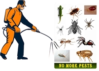 King Pest Control Service Brandon Hughes
