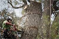  South Wales Tree &  Landscapes Ltd